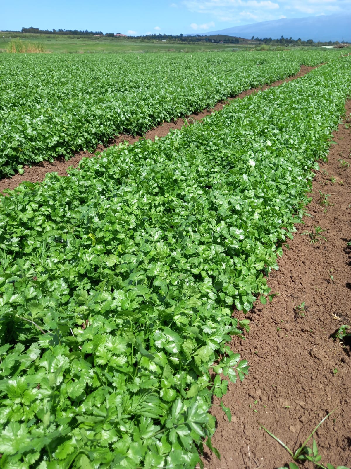 Coriander