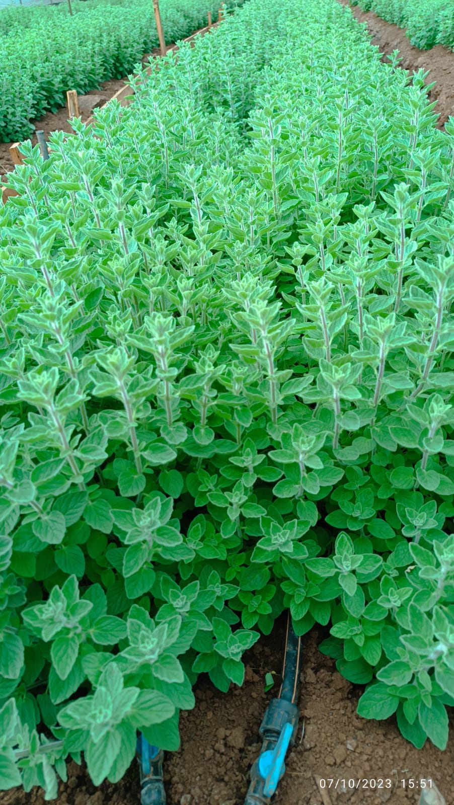 Oregano